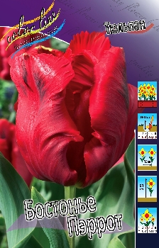 Tulipa Bastogne Parrot